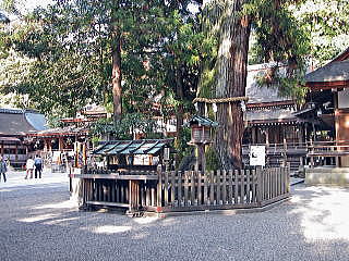 拝殿の前にある巳の神杉