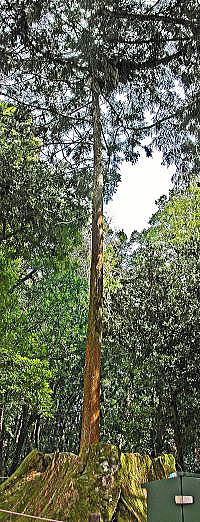 珍しい杉の木