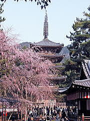 清滝宮拝殿横の桜