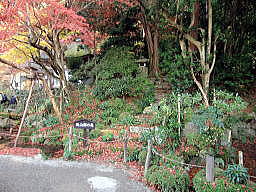 明寿院南庭。桃山時代の庭園